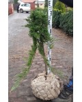 Ялівець звичайний Грін Карпет (штамб) | Juniperus communis Green Carpet (shtamb) | Можжевельник обыкновенный Грин Карпет (штамб)
